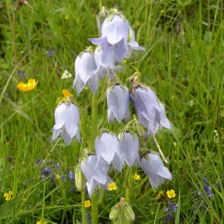 Haus Gartenheim * Kals-am Großglockner